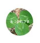 毎日をクローバーでHAPPYに（個別スタンプ：16）