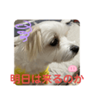 ❤️めりるの思い❤️（個別スタンプ：4）