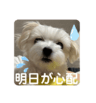 ❤️めりるの思い❤️（個別スタンプ：6）