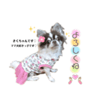きくちゃん♡スタンプ（個別スタンプ：7）