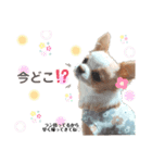 ♡ランちゃん♡スタンプ（個別スタンプ：7）