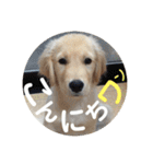 ゴールデンのまろちゃん（個別スタンプ：1）
