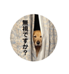 ゴールデンのまろちゃん（個別スタンプ：2）