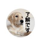 ゴールデンのまろちゃん（個別スタンプ：5）