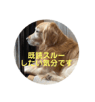 ゴールデンのまろちゃん（個別スタンプ：8）