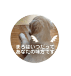ゴールデンのまろちゃん（個別スタンプ：12）