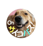 ゴールデンのまろちゃん（個別スタンプ：16）