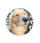 ゴールデンのまろちゃん（個別スタンプ：18）