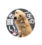 ゴールデンのまろちゃん（個別スタンプ：19）