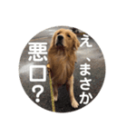 ゴールデンのまろちゃん（個別スタンプ：20）