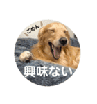 ゴールデンのまろちゃん（個別スタンプ：23）