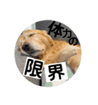 ゴールデンのまろちゃん（個別スタンプ：24）