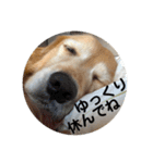ゴールデンのまろちゃん（個別スタンプ：32）