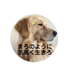 ゴールデンのまろちゃん（個別スタンプ：33）