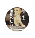 ゴールデンのまろちゃん（個別スタンプ：34）