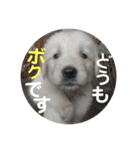 ゴールデンのまろちゃん（個別スタンプ：36）