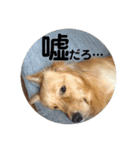 ゴールデンのまろちゃん（個別スタンプ：40）