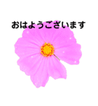 日常で使える彩り花スタンプ(敬語ver)（個別スタンプ：1）