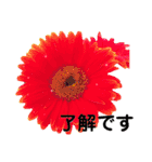 日常で使える彩り花スタンプ(敬語ver)（個別スタンプ：3）