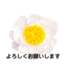 日常で使える彩り花スタンプ(敬語ver)（個別スタンプ：5）