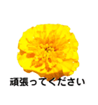 日常で使える彩り花スタンプ(敬語ver)（個別スタンプ：13）