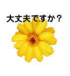 日常で使える彩り花スタンプ(敬語ver)（個別スタンプ：16）