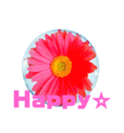 日常に使える彩り花スタンプ（English)（個別スタンプ：16）