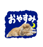 ぼつ、銀坊。2（個別スタンプ：5）