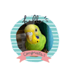 セキセイ時々オカメ（個別スタンプ：1）