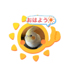 セキセイ時々オカメ（個別スタンプ：5）