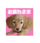 かえで＆もみじ*ミニチュアダックスフント5（個別スタンプ：1）