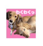 かえで＆もみじ*ミニチュアダックスフント5（個別スタンプ：2）