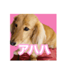 かえで＆もみじ*ミニチュアダックスフント5（個別スタンプ：3）