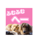 かえで＆もみじ*ミニチュアダックスフント5（個別スタンプ：5）