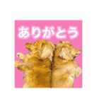 かえで＆もみじ*ミニチュアダックスフント5（個別スタンプ：7）