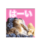 かえで＆もみじ*ミニチュアダックスフント5（個別スタンプ：8）