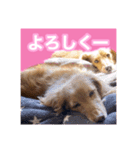 かえで＆もみじ*ミニチュアダックスフント5（個別スタンプ：9）