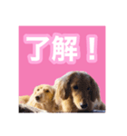 かえで＆もみじ*ミニチュアダックスフント5（個別スタンプ：10）