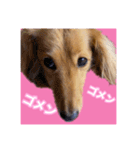 かえで＆もみじ*ミニチュアダックスフント5（個別スタンプ：11）