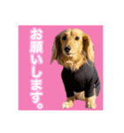 かえで＆もみじ*ミニチュアダックスフント5（個別スタンプ：12）