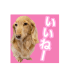 かえで＆もみじ*ミニチュアダックスフント5（個別スタンプ：15）