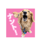 かえで＆もみじ*ミニチュアダックスフント5（個別スタンプ：16）