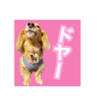 かえで＆もみじ*ミニチュアダックスフント5（個別スタンプ：17）
