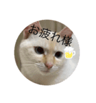 かわいい白猫の甘えん坊スタンプ^_^（個別スタンプ：7）