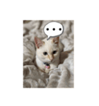 かわいい白猫の甘えん坊スタンプ^_^（個別スタンプ：9）