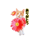 猫とお花の日常使えるスタンプ（個別スタンプ：1）