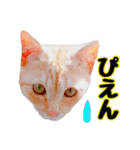猫とお花の日常使えるスタンプ（個別スタンプ：2）