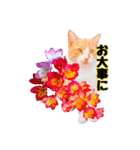 猫とお花の日常使えるスタンプ（個別スタンプ：4）