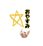 猫とお花の日常使えるスタンプ（個別スタンプ：6）