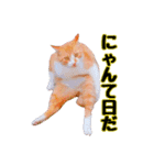 猫とお花の日常使えるスタンプ（個別スタンプ：7）